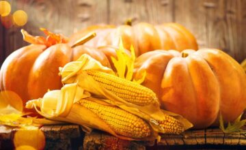 sunlit brown wooden backdrop and table featuring dried yellow cornhusks resting in front of three arranged orange pumpkins of various sizes, the sunlight highlights the pumpkins with the center being the brightest focal point.