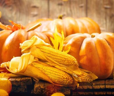 sunlit brown wooden backdrop and table featuring dried yellow cornhusks resting in front of three arranged orange pumpkins of various sizes, the sunlight highlights the pumpkins with the center being the brightest focal point.